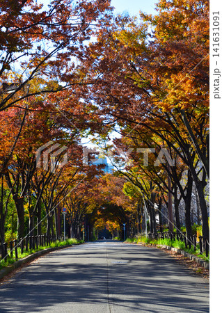 秋　並木通り 141631091