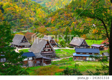 秋　五箇山　菅沼合掌集落 141631318