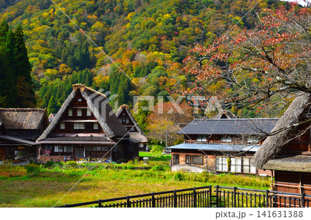 秋 五箇山 菅沼合掌集落 秋 五箇山 菅沼合掌集落 141631388
