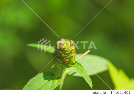 初夏の森　ウツボグサの花穂03 141631401