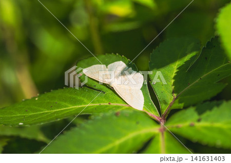 初夏の森 草の上のシャクガの仲間01 初夏の森 草の上のシャクガの仲間01 141631403