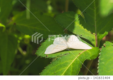 初夏の森 草の上のシャクガの仲間02 初夏の森 草の上のシャクガの仲間02 141631404