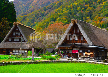 秋 五箇山 菅沼合掌集落 秋 五箇山 菅沼合掌集落 141631410