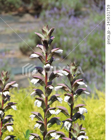 初夏~夏に穂状の花を咲かせる大型の宿根草「アカンサス・モリス(別名:ハアザミ)」 初夏~夏に穂状の花を咲かせる大型の宿根草「アカンサス・モリス(別名:ハアザミ)」 141631759