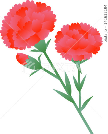 母の日に赤いカーネーションのつぼみと花 母の日に赤いカーネーションのつぼみと花 141632194