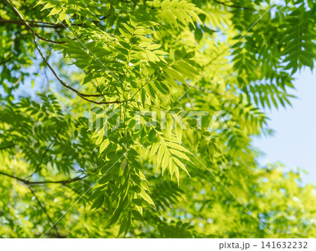 新緑季節の森 木の葉が日差しに輝く23 新緑季節の森 木の葉が日差しに輝く23 141632232