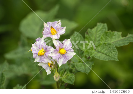 Potato Flower Cluster With Purple White Petals and Yellow Stamens On Green Garden Plant Potato Flower Cluster With Purple White Petals and Yellow Stamens On Green Garden Plant 141632669