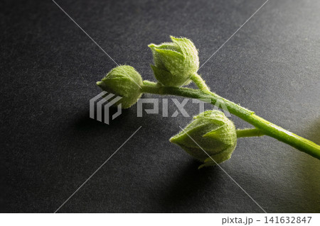Green fluffy flower buds on a stem, symbolizing growth and new beginnings 141632847