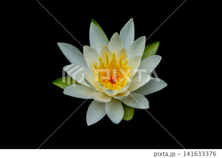 黒い背景と白色の睡蓮の花のクローズアップ写真 黒い背景と白色の睡蓮の花のクローズアップ写真 141633376