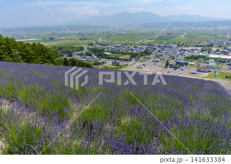 北海道中富良野町 北星山ラベンダー園と十勝岳連峰を望む夏の絶景 北海道中富良野町 北星山ラベンダー園と十勝岳連峰を望む夏の絶景 141633384