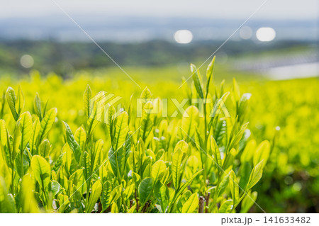 新芽が出たお茶の葉 新芽が出たお茶の葉 141633482