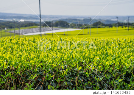 朝日に照らされるお茶の葉 朝日に照らされるお茶の葉 141633483
