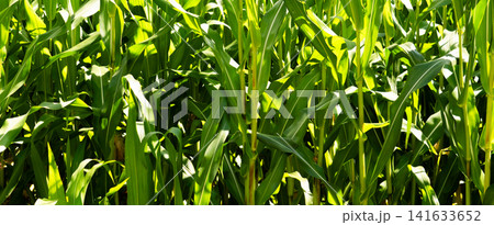 Dense corn field with tall green leaves and stalks filling frame, bright sunlight creating vivid highlights and shadows across overlapping foliage, showing healthy summer crop Dense corn field with tall green leaves and stalks filling frame, bright sunlight creating vivid highlights and shadows across overlapping foliage, showing healthy summer crop 141633652