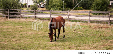 Brown horse with dark mane grazing on dry green pasture near rustic wooden fence, with suburban houses, trees, road, and utility poles forming calm rural background under soft Brown horse with dark mane grazing on dry green pasture near rustic wooden fence, with suburban houses, trees, road, and utility poles forming calm rural background under soft 141633653