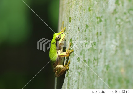 竹に張り付くニホンアマガエル 141633850