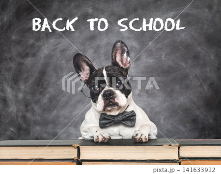 Cute dog sits by chalkboard Cute dog sits by chalkboard 141633912