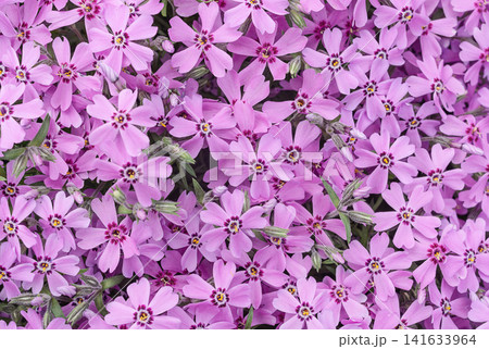 Phlox subulata flowers 141633964