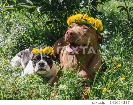 Two dogs lying upon green grass 141634337