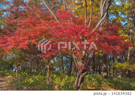 秋の紅葉と赤い葉 秋の紅葉と赤い葉 141634382