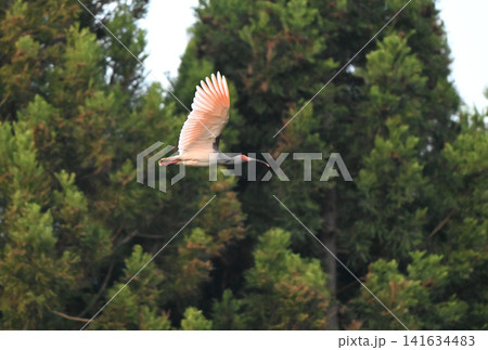 春の佐渡ヶ島の杉林の周囲を飛ぶトキ 春の佐渡ヶ島の杉林の周囲を飛ぶトキ 141634483