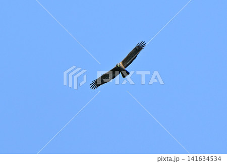 春の青空をカエルを嘴にくわえて飛ぶハチクマ 春の青空をカエルを嘴にくわえて飛ぶハチクマ 141634534