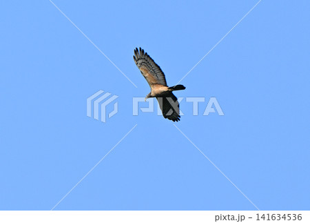春の青空をカエルを嘴にくわえて飛ぶハチクマ 春の青空をカエルを嘴にくわえて飛ぶハチクマ 141634536