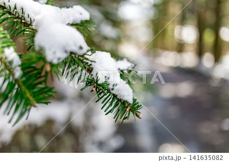 雪を被る松の葉 雪を被る松の葉 141635082