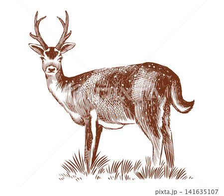 Red deer fully hand drawn animal drawing. Traditional engraving  141635107