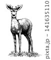 Red deer fully hand drawn animal drawing. Traditional engraving  141635110