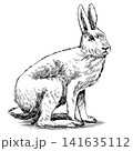 White winter rabbit hand drawn engraving. Traditional drawing 141635112