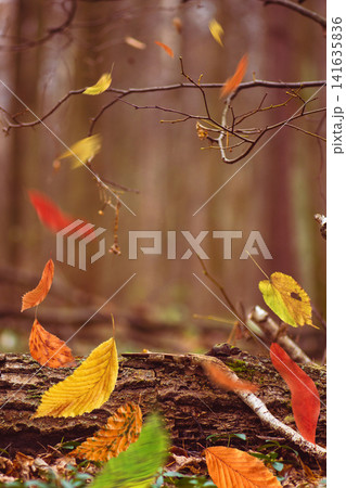 Divine fall forest with yellow colorful leaves. Autumn fall concept with colorful falling leaves. Wanderlust moments in autumn nature with leaves falling to the ground. Divine fall forest with yellow colorful leaves. Autumn fall concept with colorful falling leaves. Wanderlust moments in autumn nature with leaves falling to the ground. 141635836