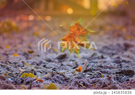 Divine fall forest with yellow colorful leaves. Autumn fall concept with colorful falling leaves. Wanderlust moments in autumn nature with leaves falling to the ground. Divine fall forest with yellow colorful leaves. Autumn fall concept with colorful falling leaves. Wanderlust moments in autumn nature with leaves falling to the ground. 141635838