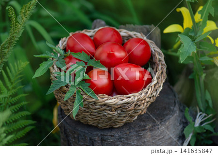 Red round tomatoes in a wicker basket utdoors. Tomatoes pepper variety shape. Basket of freshly picked tomatoes. Red round tomatoes in a wicker basket utdoors. Tomatoes pepper variety shape. Basket of freshly picked tomatoes. 141635847