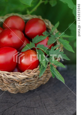 Red round tomatoes in a wicker basket utdoors. Tomatoes pepper variety shape. Basket of freshly picked tomatoes. Red round tomatoes in a wicker basket utdoors. Tomatoes pepper variety shape. Basket of freshly picked tomatoes. 141635848