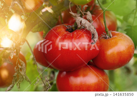 Red round tomatoes in a wicker basket utdoors. Tomatoes pepper variety shape. Basket of freshly picked tomatoes. Red round tomatoes in a wicker basket utdoors. Tomatoes pepper variety shape. Basket of freshly picked tomatoes. 141635850