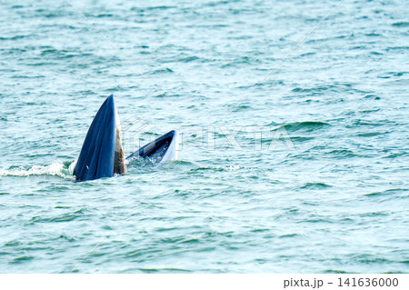 A Bryde whale emerges from the sea with its mouth open wide for lunge feeding. The majestic marine mammal is captured in the ocean waves. Wildlife and nature photography of whale watching. A Bryde whale emerges from the sea with its mouth open wide for lunge feeding. The majestic marine mammal is captured in the ocean waves. Wildlife and nature photography of whale watching. 141636000
