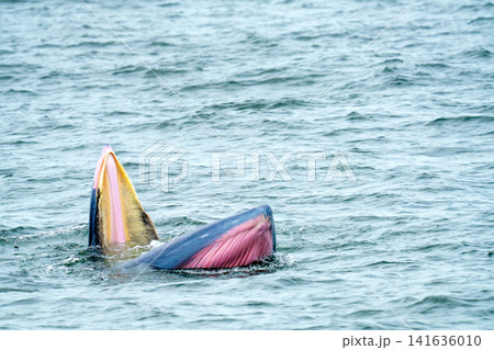 Bryde whale lunge feeding in the ocean, showing baleen plates and pink mouth. Rare aquatic wildlife moment in the Gulf of Thailand. Professional nature photography of a marine mammal surfacing. Bryde whale lunge feeding in the ocean, showing baleen plates and pink mouth. Rare aquatic wildlife moment in the Gulf of Thailand. Professional nature photography of a marine mammal surfacing. 141636010