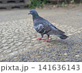 石畳の上を歩く一羽のハト 石畳の上を歩く一羽のハト 141636143