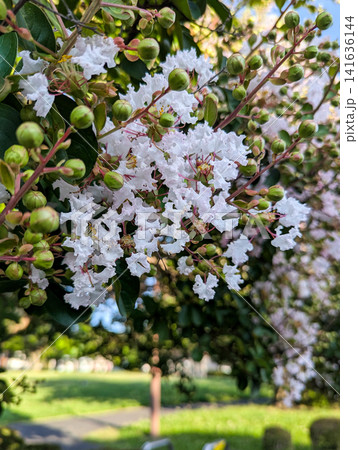 白いサルスベリの花と丸いつぼみのクローズアップ 白いサルスベリの花と丸いつぼみのクローズアップ 141636144