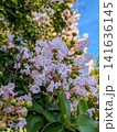 青空を背景に咲く白いサルスベリの花 青空を背景に咲く白いサルスベリの花 141636145