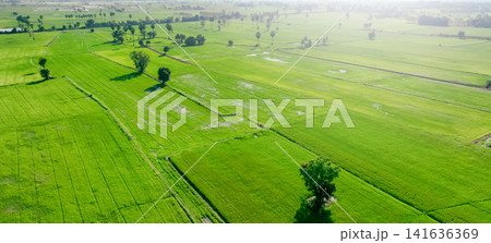 Aerial view of green rice field with trees in Thailand. Above view of agricultural field. Rice plants. Natural pattern of green rice farm. Beauty in nature. Sustainable agriculture. Carbon neutrality. 141636369