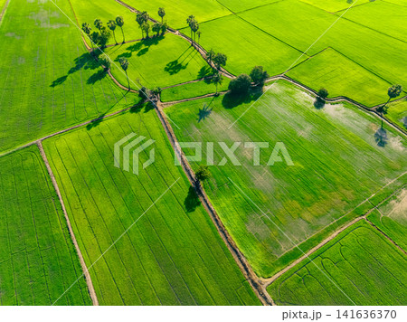 Aerial view of green rice field with trees in Thailand. Above view of agricultural field. Rice plants. Natural pattern of green rice farm. Beauty in nature. Sustainable agriculture. Carbon neutrality. Aerial view of green rice field with trees in Thailand. Above view of agricultural field. Rice plants. Natural pattern of green rice farm. Beauty in nature. Sustainable agriculture. Carbon neutrality. 141636370