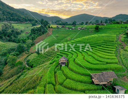 Landscape of green rice terraces amidst mountain agriculture. Travel destinations in Chiangmai, Thailand. Terraced rice fields. Traditional farming. Asian food. Thailand tourism. Nature landscape. Landscape of green rice terraces amidst mountain agriculture. Travel destinations in Chiangmai, Thailand. Terraced rice fields. Traditional farming. Asian food. Thailand tourism. Nature landscape. 141636375