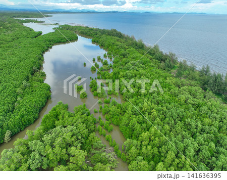 Aerial view green mangrove forest. Natural carbon sinks. Mangroves trees capture CO2. Blue carbon ecosystems. Mangroves absorb carbon dioxide emissions and mitigating global warming. Green ecosystem. Aerial view green mangrove forest. Natural carbon sinks. Mangroves trees capture CO2. Blue carbon ecosystems. Mangroves absorb carbon dioxide emissions and mitigating global warming. Green ecosystem. 141636395