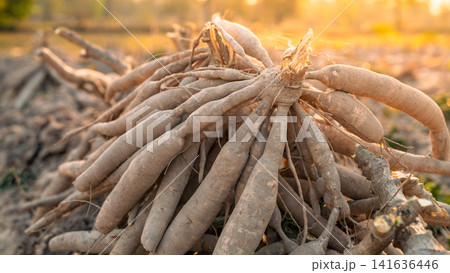 Cassava roots. Sustainable agriculture. Cassava root in tropical farming. Food production and sustainability. Cassava root, staple crop vital for food security, smallholder livelihoods. Tapioca tubers Cassava roots. Sustainable agriculture. Cassava root in tropical farming. Food production and sustainability. Cassava root, staple crop vital for food security, smallholder livelihoods. Tapioca tubers 141636446