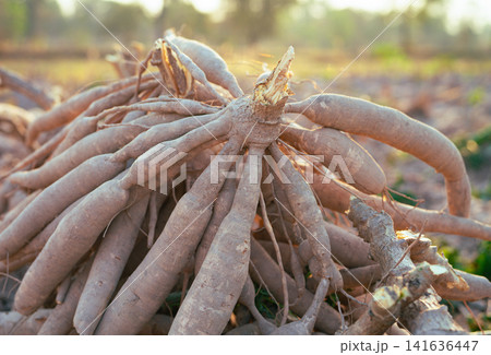 Cassava roots. Sustainable agriculture. Cassava root in tropical farming. Food production and sustainability. Cassava root, staple crop vital for food security, smallholder livelihoods. Tapioca tubers Cassava roots. Sustainable agriculture. Cassava root in tropical farming. Food production and sustainability. Cassava root, staple crop vital for food security, smallholder livelihoods. Tapioca tubers 141636447