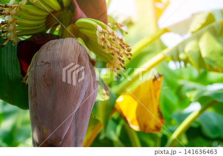 Banana blossom in a tropical garden. Sustainable plant-based raw material for vegan meat and fish alternatives. Banana flower with purple petals. Sustainable food source. Ecofriendly ingredient. Banana blossom in a tropical garden. Sustainable plant-based raw material for vegan meat and fish alternatives. Banana flower with purple petals. Sustainable food source. Ecofriendly ingredient. 141636463