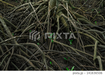 Tangled mangrove roots in lush green swamp forest. Wetland ecosystem filtering water and supporting wildlife. Natural carbon sink in coastal areas combating climate change. Natural carbon capture. Tangled mangrove roots in lush green swamp forest. Wetland ecosystem filtering water and supporting wildlife. Natural carbon sink in coastal areas combating climate change. Natural carbon capture. 141636506