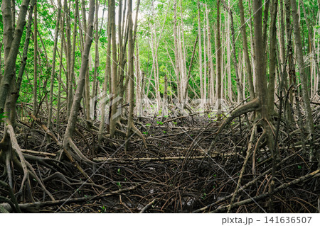 Mangrove roots in biodiverse coastal wetland. Crucial ecosystem for carbon capture and natural erosion control. Tidal swamp habitat. Nature's resilience against climate change in tropical regions. 141636507