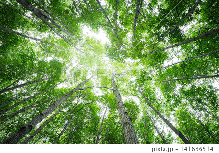 Bottom-up view green mangrove forest canopy. Natural carbon sink fight climate change. Sustainability in carbon-neutral ecosystems. Green and sustainable environment. Natural carbon capture solution. Bottom-up view green mangrove forest canopy. Natural carbon sink fight climate change. Sustainability in carbon-neutral ecosystems. Green and sustainable environment. Natural carbon capture solution. 141636514